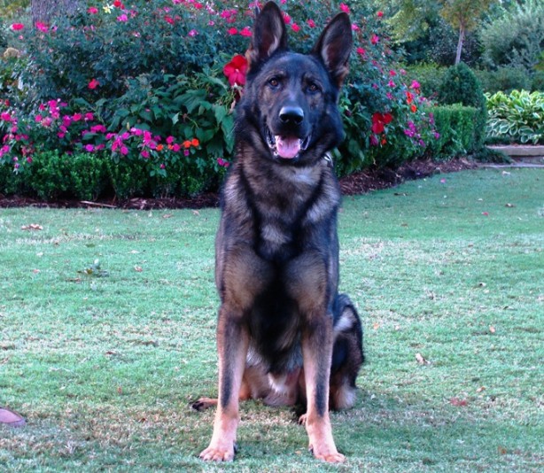 gaurd dogs guard dogs gaurd dogs guard dogs