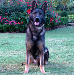 fully trained working dogs for sale