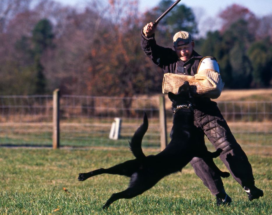 K9 German Shepherd | Working German Shepherds